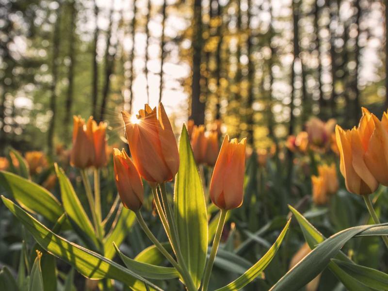 Yoga & Meditation Classes